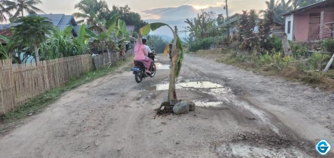 Tidak Pernah Diperbaiki, Jalan Desa Molas Ditanami Pohon Pisang
