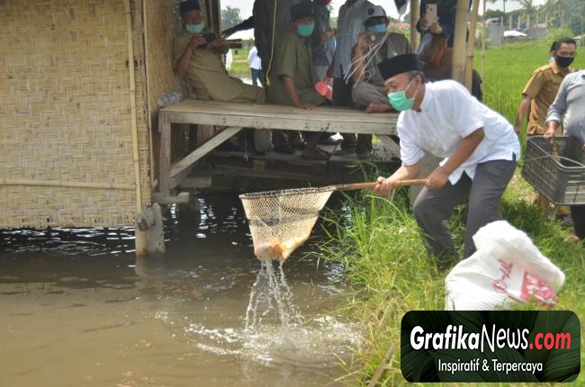 Bupati Lombok Barat, H. Fauzan Khalid menangkap ikan Saat Panen Raya di Desa Bengkel