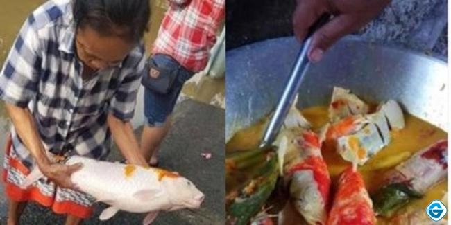 Emak-Emak Masak Ikan Koi dong, Netizen Auto Mewek
