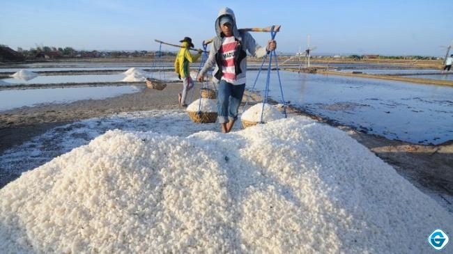 Miris! Harga Garam di Tingkat Nelayan Anjlok Hanya Rp 100/Kg