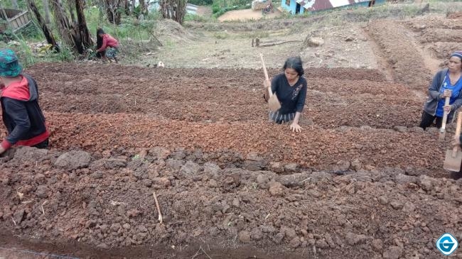 Program Desa Berdaya, PLN Buka 14 Lahan Kosong Warga Poco Leok Jadi Lahan Pertanian Hortikultura