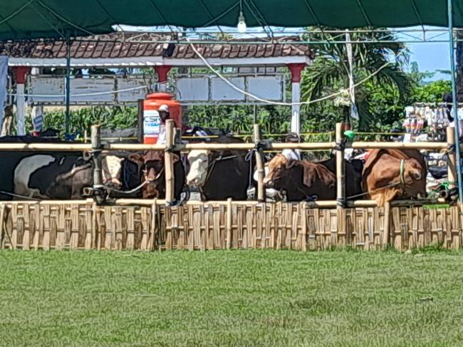 Kontes, Pameran dan Bursa Tenak Dispertapangan Di Ikuti 100 Ekor Sapi se Banyuwangi