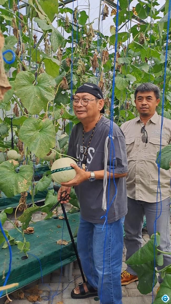 Penasehat Ahli Kapolri Sempatkan Petik Melon Di Green House Boy Farm Kebalen Lor