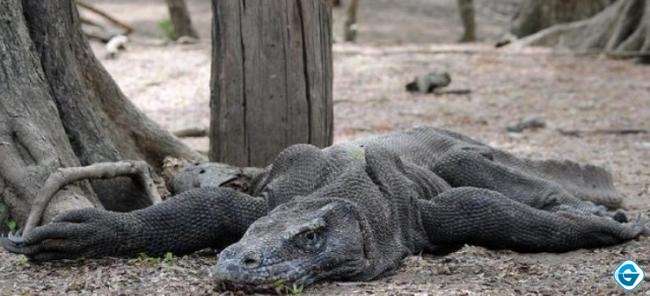 Warga Minta Unesco Turun Tangan Terkait Jurassic Park NTT