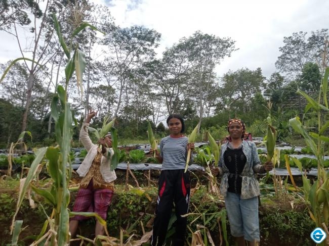 PLN UIP Nusra Dorong Partisipasi Perempuan Lewat Program TJSL Budidaya Hortikultura di Poco Leok