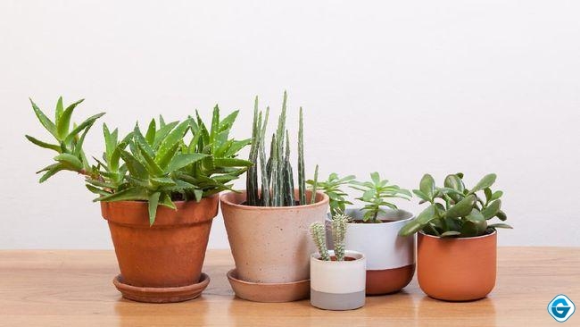 Rekomendasi tanaman hias mini dalam ruangan yang bisa mempermanis meja kerja Anda sekaligus mudah perawatannya. (Foto: iStockphoto)
