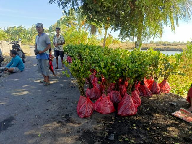 PLN UIP Nusra Hidupkan Kembali Potensi Ekowisata Padak Guar Lewat Penanaman 3.000 Bibit Mangrove