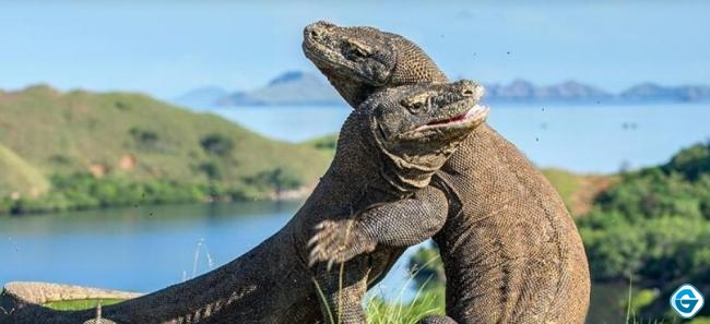 350 Ribu Partisipan Teken Petisi Tolak Jurassic Park NTT