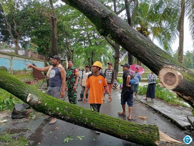 Pohon Tumbang Timpa Rumah Warga, Penjabat Sekda Lobar Perintahkan Instansi Terkait Cepat Tanggap