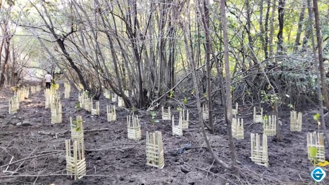 PLN UIP Nusra Hidupkan Kembali Potensi Ekowisata Padak Guar Lewat Penanaman 3.000 Bibit Mangrove